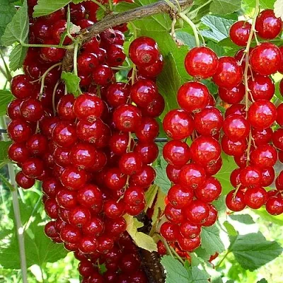 Смородина красная ЙОНКЕР ВАН ТЕТС  Смородина красная ЙОНКЕР ВАН ТЕТС в Саранске