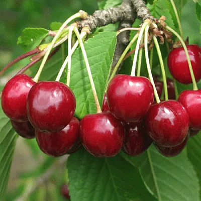 Черешня ГРОНКОВАЯ  Черешня ГРОНКОВАЯ в Саранске