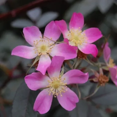 Саженцы роз сизая — описание сорта Саженцы роз сизая в Саранске