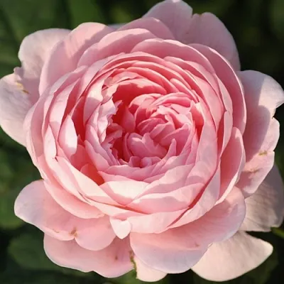 Саженцы роз КУИН ОФ СУИДЕН английская  Саженцы роз КУИН ОФ СУИДЕН английская в Саранске