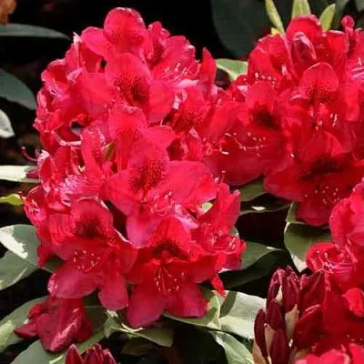 Рододендрон МАТАДОР в Саранске