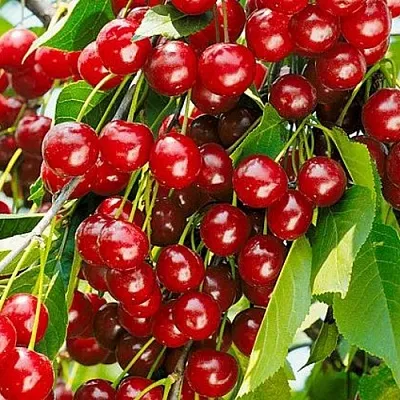 Вишня БРУСНИЦЫНА степная в Саранске