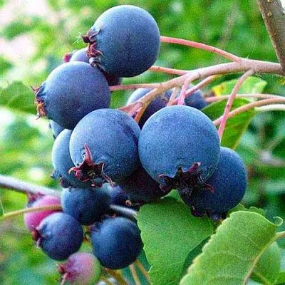 Ирга ПЕМБИНА в Саранске