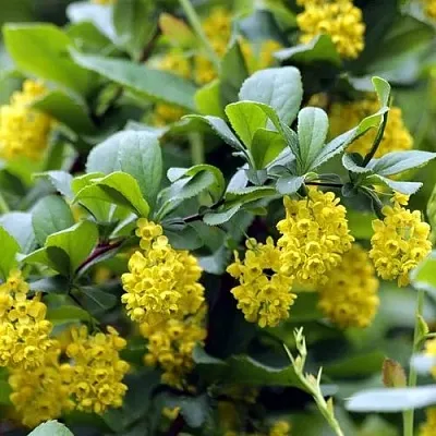 Барбарис корейский  Барбарис корейский в Саранске