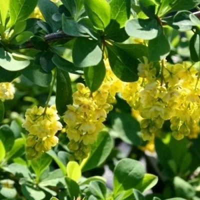 Барбарис ИНДИАН САММЕР   Барбарис ИНДИАН САММЕР  в Саранске