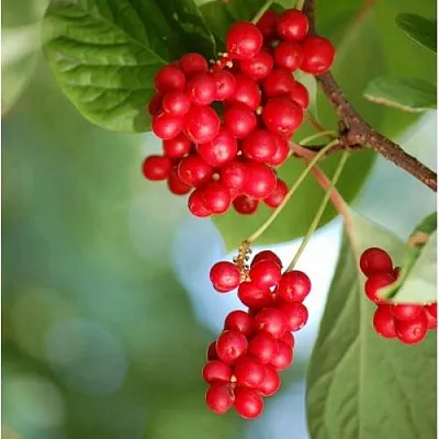 Лимонник ДЕБЮТ китайский  Лимонник ДЕБЮТ китайский в Саранске