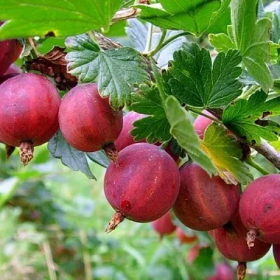 Крыжовник КРАСНОСЛАВЯНСКИЙ в Саранске