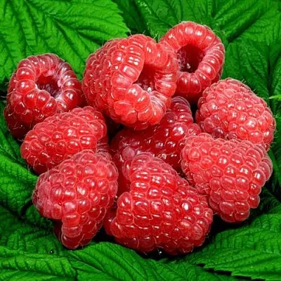 Саженцы малины оптом в Саранске