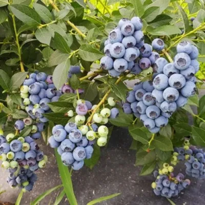 Голубика ОСОРНО — описание сорта Голубика ОСОРНО в Саранске