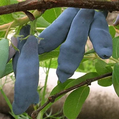 Жимолость съедобная ЛЕНИНГРАДСКИЙ ВЕЛИКАН  Жимолость съедобная ЛЕНИНГРАДСКИЙ ВЕЛИКАН в Саранске