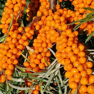 Облепиха ЕЛИЗАВЕТА в Саранске