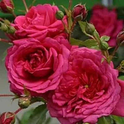 Саженцы роз ЛАГУНА плетистая  Саженцы роз ЛАГУНА плетистая в Саранске