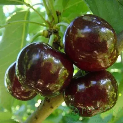 Черешня СВИТХАРТ  Черешня СВИТХАРТ в Саранске