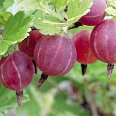 Крыжовник РАВОЛТ в Саранске