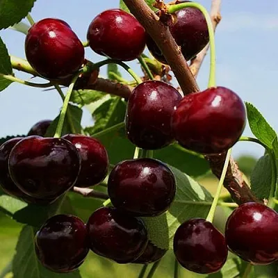 Вишня РОВЕСНИЦА в Саранске