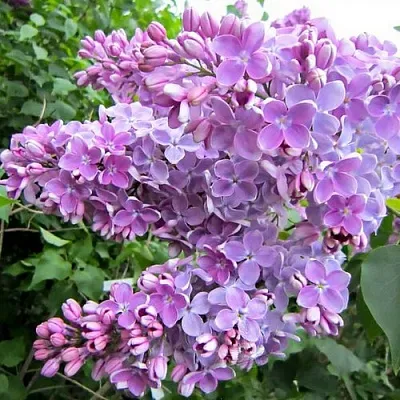 Сирень ОЛЯ в Саранске