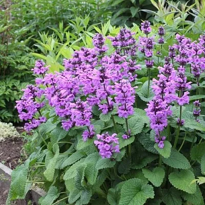 Буквица крупноцветковая  Буквица крупноцветковая в Саранске