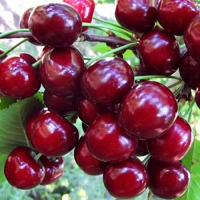 Вишня ЖУКОВСКАЯ  Вишня ЖУКОВСКАЯ в Саранске