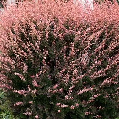 Барбарис РОУЗ ГЛОУ тунберга  Барбарис РОУЗ ГЛОУ тунберга в Саранске