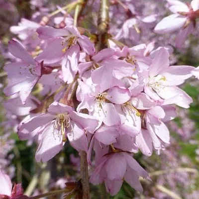 Сакура ПЕНДУЛА РУБРА в Саранске
