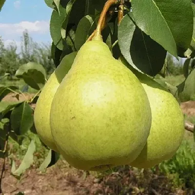 Груша МЕДОВАЯ колонновидная  Груша Медовая Колонновидная в Саранске