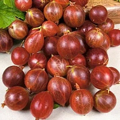 Крыжовник ОЛАВИ (ХИННОНМАЕН ПУНАЙНЕН) в Саранске