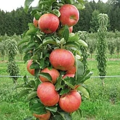 Яблоня ЯНТАРНОЕ ОЖЕРЕЛЬЕ колонновидная  Яблоня ЯНТАРНОЕ ОЖЕРЕЛЬЕ колонновидная в Саранске