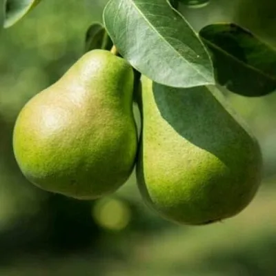 Груша Г-1 колонновидная  Груша Г-1 колонновидная в Саранске