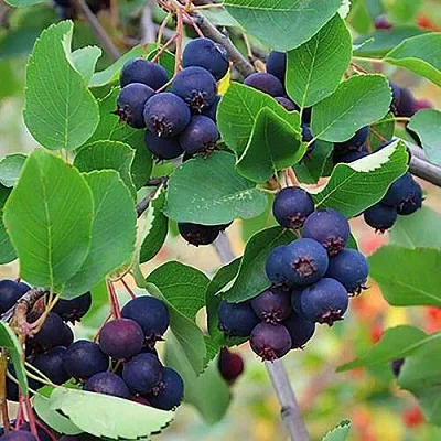 Ирга THIESSEN в Саранске