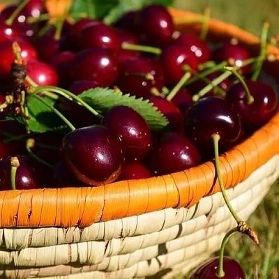 Вишня НЕСВИЖСКАЯ в Саранске