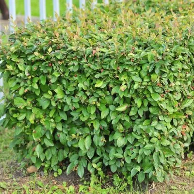 Кизильник блестящий в Саранске