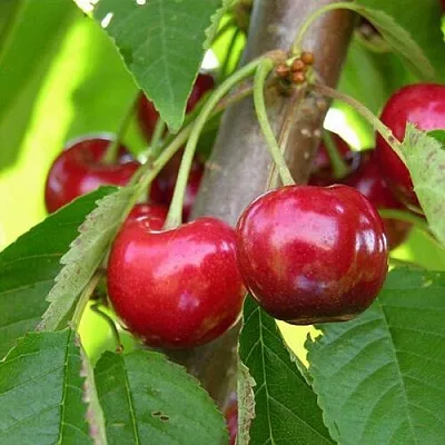 Черешня 15-26-5  Черешня 15-26-5 в Саранске