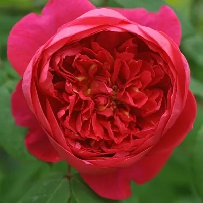 Саженцы роз БЕНДЖАМИН БРИТТЕН шраб  Саженцы роз БЕНДЖАМИН БРИТТЕН шраб в Саранске