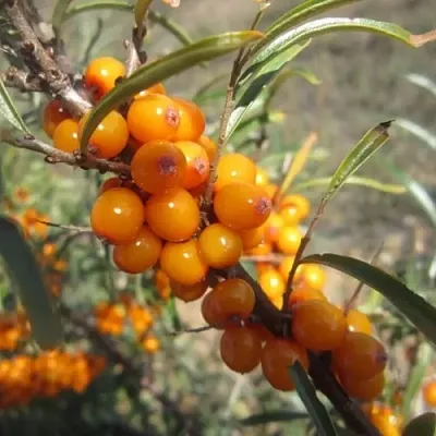 Облепиха СУДАРУШКА  Облепиха СУДАРУШКА в Саранске