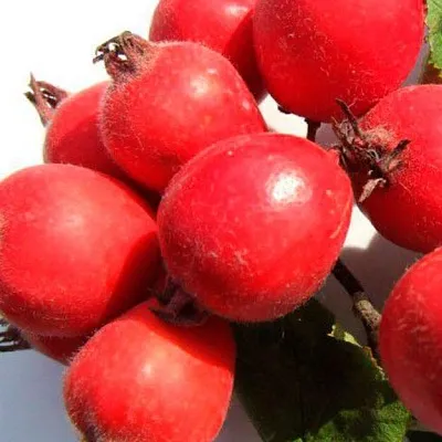 Боярышник в Саранске