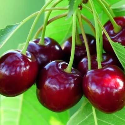 Вишня ВЯНОК — описание сорта Вишня ВЯНОК в Саранске