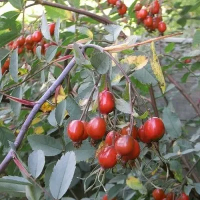 Саженцы роз сизая — описание сорта Саженцы роз сизая в Саранске