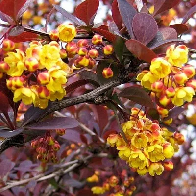 Барбарис СУПЕРБА оттавский   Барбарис СУПЕРБА оттавский  в Саранске