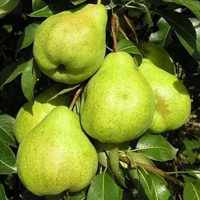 Груша АВГУСТОВСКАЯ РОСА в Саранске