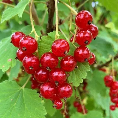 Смородина красная МААРСЕС ПРОМИНЕНТ  Смородина красная МААРСЕС ПРОМИНЕНТ в Саранске