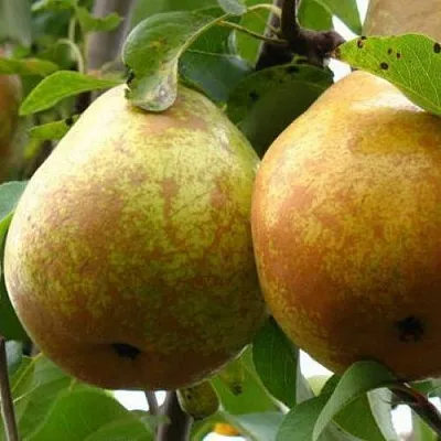 Груша БЕЛОРУСКА в Саранске