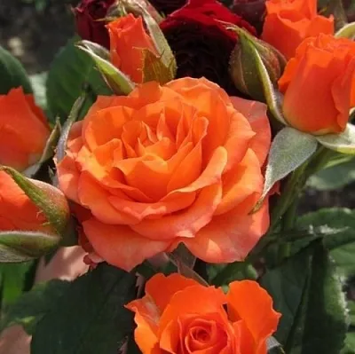 Саженцы роз АЛЕГРИЯ спрей  Саженцы роз АЛЕГРИЯ спрей в Саранске