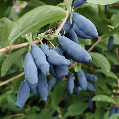 Жимолость съедобная ТОМИ японская  Жимолость съедобная ТОМИ японская в Саранске