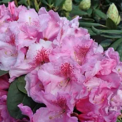 Рододендрон КЛАУДИУС в Саранске