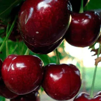 Черешня ВАСИЛИСА  Черешня ВАСИЛИСА в Саранске