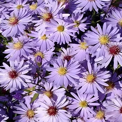 Астра БЛЮ ХЕВЕН сердцелистная  Астра БЛЮ ХЕВЕН сердцелистная в Саранске