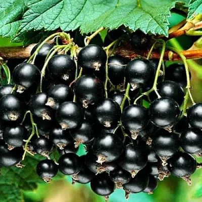 Смородина черная АТЛАНТ  Смородина черная АТЛАНТ в Саранске