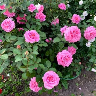 Саженцы роз ЭШЛИ чайно-гибридная — описание сорта Саженцы роз ЭШЛИ чайно-гибридная в Саранске