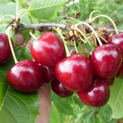 Вишня КОЛОННОВИДНАЯ в Саранске