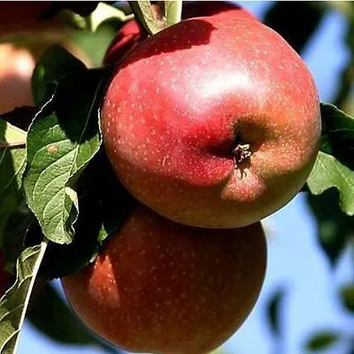 Яблоня АНТЕЙ КИЕВСКИЙ колонновидная  Яблоня АНТЕЙ КИЕВСКИЙ колонновидная в Саранске